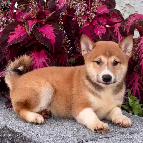 Aspen, Shiba Inu Puppy